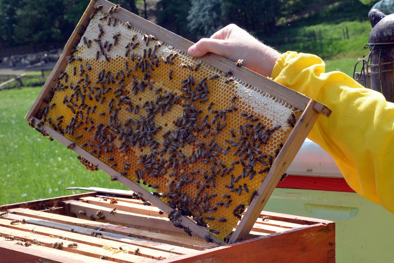 Pčelari nezadovoljni prinosima, evo koliko trenutko košta kilogram meda